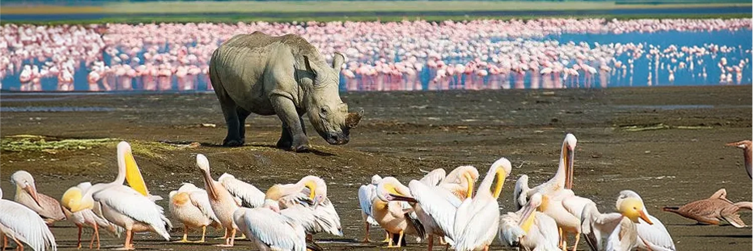 lake-nakuruD48D2442-689D-BC88-6ABF-F6A455763B90 1.webp